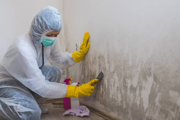 Best Residential Mold Remediation in Francis, UT