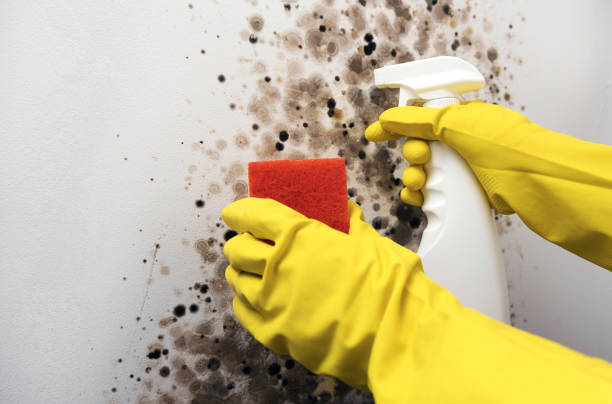 Localized Mold Remediation (e.g., coastal areas, humid climates)