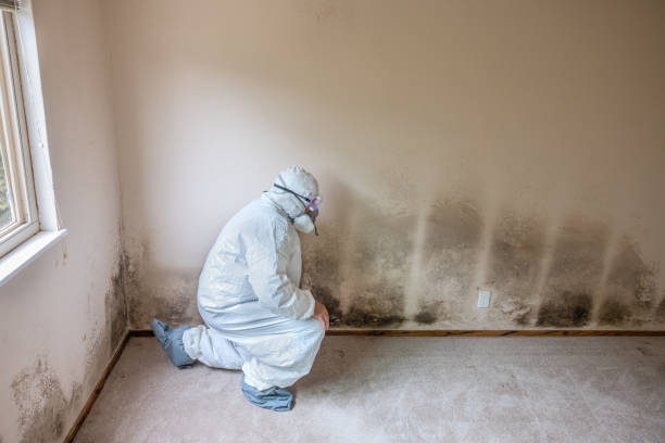 Best Health and Safety Mold Remediation in Francis, UT