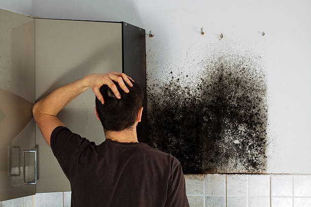 Best Emergency Mold Remediation in Francis, UT