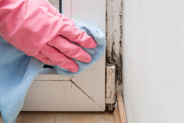 Best Commercial Mold Remediation in Francis, UT