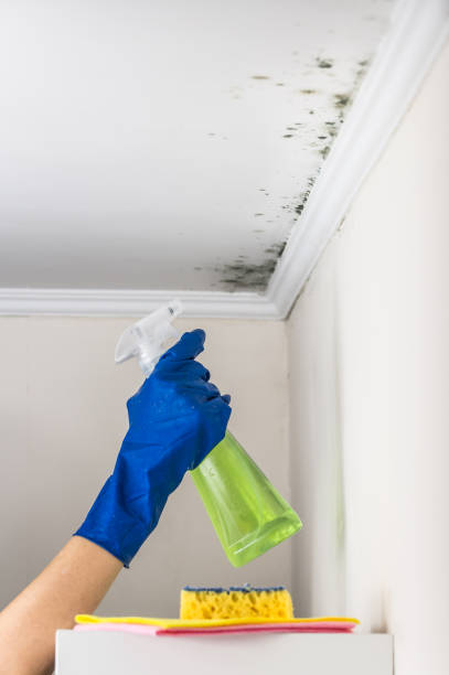 Best Preventive Mold Services in Francis, UT